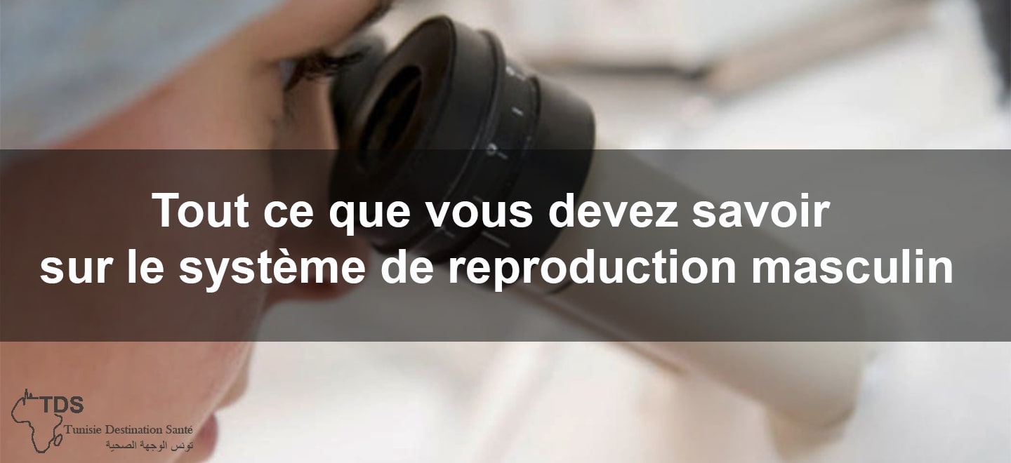 Tout ce que vous devez savoir sur le systeme de reproduction masculin