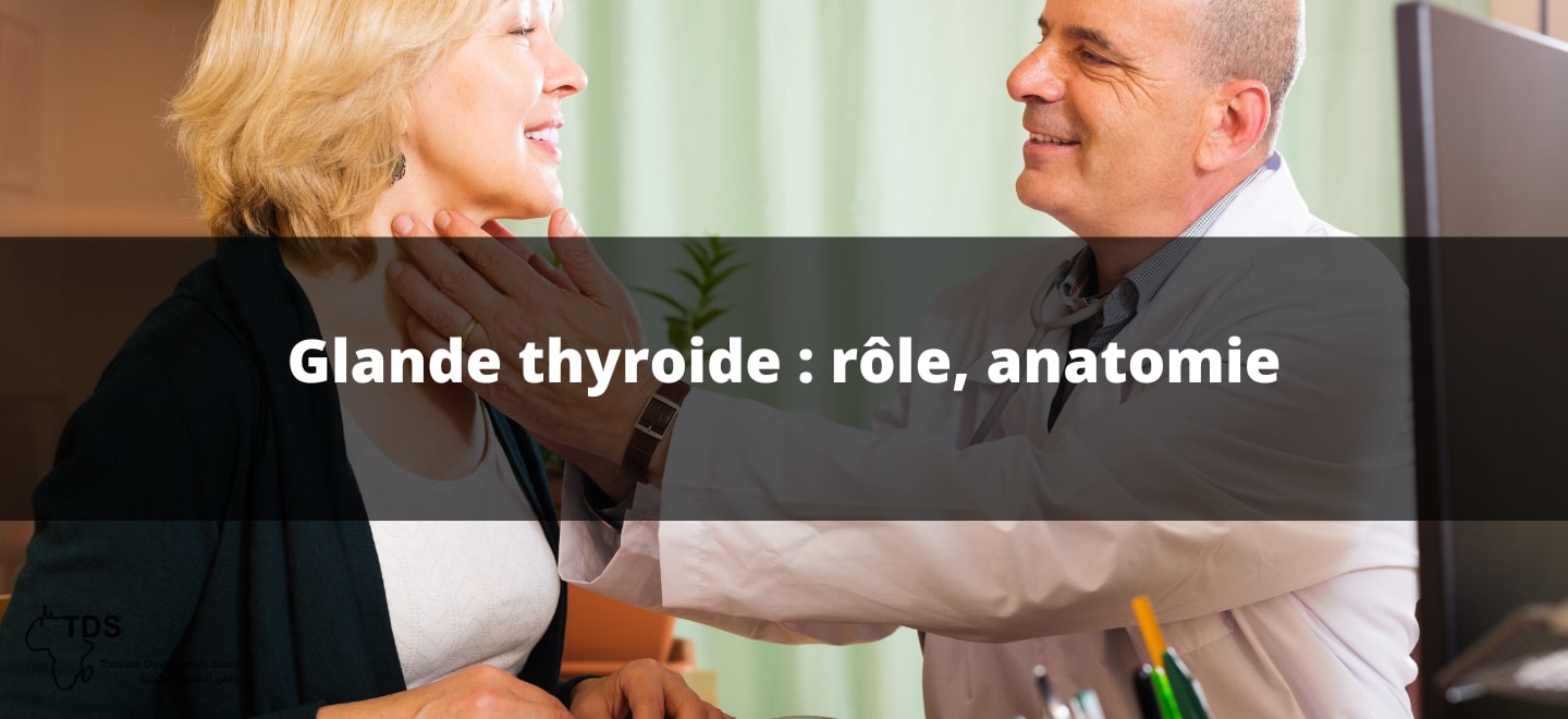 Glande thyroide , rôle , anatomie